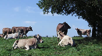 Zufriedene Kühe auf der Weide