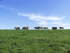 Bild Herde auf Weide