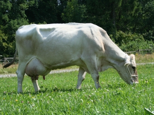 Die Kuh Helmara auf der Weide
